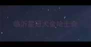 临沂星冠犬舍哈士奇