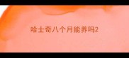 哈士奇八个月能养吗