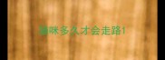 猫咪多久才会走路