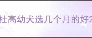 杜高幼犬选几个月的好