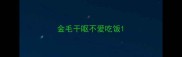 金毛干呕不爱吃饭