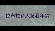 拉布拉多犬怎看年龄