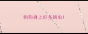 狗狗身上好多蜱虫