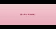 两个月的狗狗咳嗽