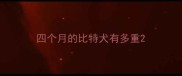 四个月的比特犬有多重