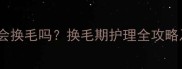 哈士奇脸部毛发会换毛吗换毛期护理全攻略及常见问题解答