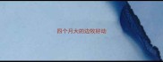 四个月大的边牧好动