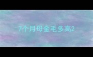 7个月母金毛多高