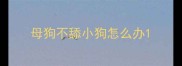 母狗不舔小狗怎么办