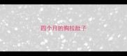 四个月的狗拉肚子