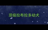 顶级拉布拉多幼犬