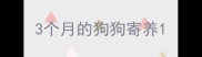 3个月的狗狗寄养