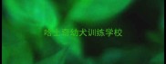 哈士奇幼犬训练学校