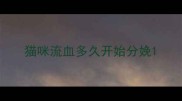 猫咪流血多久开始分娩