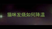 猫咪发烧如何降温