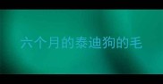 六个月的泰迪狗的毛