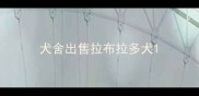 犬舍出售拉布拉多犬