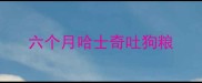 六个月哈士奇吐狗粮