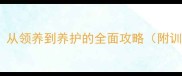 哈士奇新手必看指南从领养到养护的全面攻略附训练技巧与注意事项