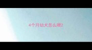 4个月幼犬怎么喂