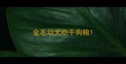 金毛幼犬吃干狗粮