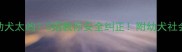 三个月大幼犬太凶5招教你安全纠正附幼犬社会化全攻略