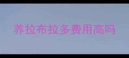 养拉布拉多费用高吗