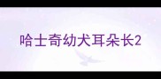 哈士奇幼犬耳朵长