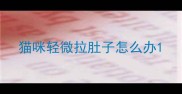 猫咪轻微拉肚子怎么办