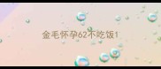 金毛怀孕62不吃饭
