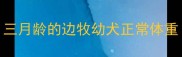 三月龄的边牧幼犬正常体重