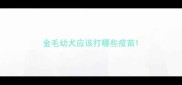 金毛幼犬应该打哪些疫苗