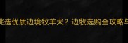 如何科学挑选优质边境牧羊犬边牧选购全攻略与饲养指南