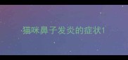 猫咪鼻子发炎的症状