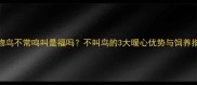 宠物鸟不常鸣叫是福吗不叫鸟的3大暖心优势与饲养指南