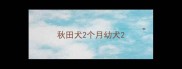 秋田犬2个月幼犬