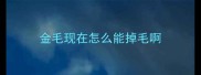 金毛现在怎么能掉毛啊