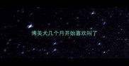 博美犬几个月开始喜欢叫了