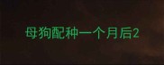 母狗配种一个月后