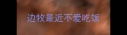 边牧最近不爱吃饭