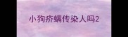 小狗疥螨传染人吗