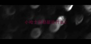 小哈士奇都能吃什么