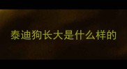 泰迪狗长大是什么样的