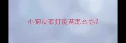 小狗没有打疫苗怎么办