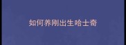 如何养刚出生哈士奇