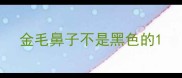 金毛鼻子不是黑色的
