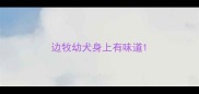 边牧幼犬身上有味道