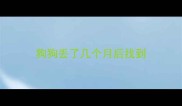 狗狗丢了几个月后找到