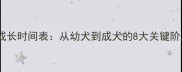 贵宾犬成长时间表从幼犬到成犬的8大关键阶段全