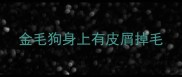 金毛狗身上有皮屑掉毛